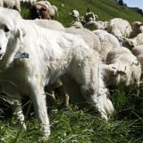 Ce ne sont pas moins de 141 chiens qui ont été mobilisés sur les alpages valaisans lors de la saison 2024 (photo d'illustration). KEYSTONE/JEAN-CHRISTOPHE BOTT